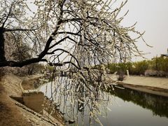 -桃花堤公园