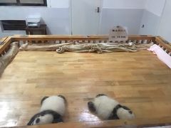 景点-成都大熊猫繁育研究基地