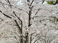 -西北湖绿化广场