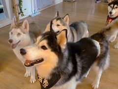 -Husky Go! 哈士奇体验馆·宠物咖啡厅狗咖