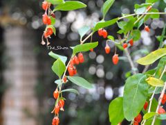 -T-COFFEE(长江花园店)