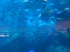 -迪拜水族馆及水下动物园