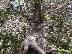 -长春观斋补堂素菜馆