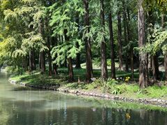 -上海共青森林公园