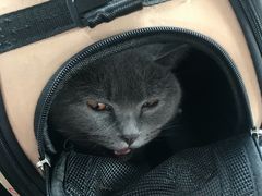 -瑞派福兴宠物医院犬猫全科·骨科·中西医结合(河东店)