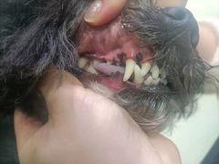 -博特宠物医院24h犬猫全科.骨科·异宠