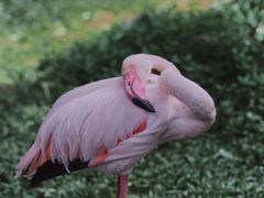 -海南热带野生动植物园
