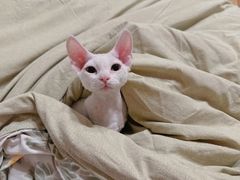 -达爱动物医院·犬猫分区·CT·复杂眼科(远洋山水分院)