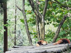 -都江堰中华大熊猫苑