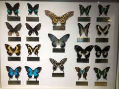 -上海昆虫博物馆