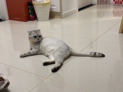 -艾贝尔宠物医院·24H转诊中心·肿瘤猫专科(江宁双龙店)