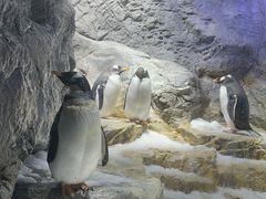 -大阪海游馆