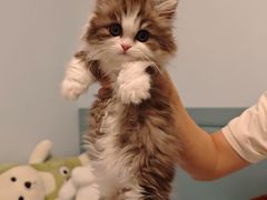 -小猫来了·猫舍(红山六九七九店)