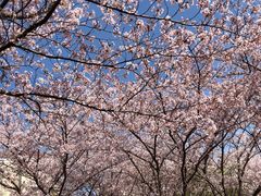 -高东镇樱花园