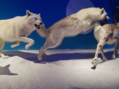 -贝林大翅鲸简餐厅(国家海洋博物馆店)