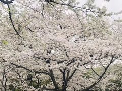 -武汉大学-樱园