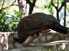 -吉隆坡雀鸟公园