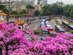 -深圳仙湖植物园