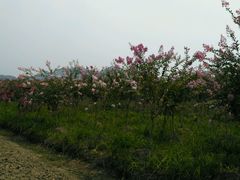 android_upload_pic-白塔湖国家湿地公园
