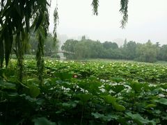 android_upload_pic-紫竹院公园冰场