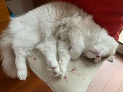 -芭比堂宠物医院·全科爱猫医院·仁德分院