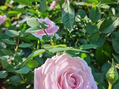 -深圳国际园林花卉博览园