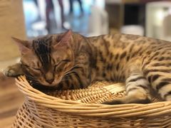-袖虎·猫馆(体育西路店)
