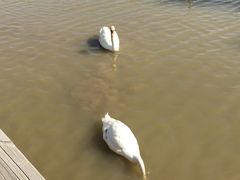 -哈素海