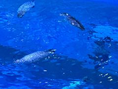 -海合安青岛极地海洋公园