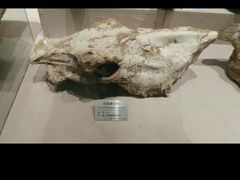 -甘肃地质博物馆