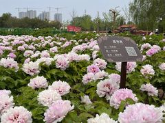 -曹州牡丹园