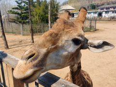 -大连森林动物园