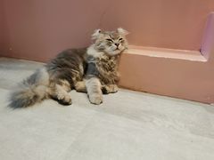 -猫儿山۰猫主题餐厅