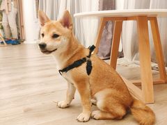 -浣熊柯尔鸭土拨鼠·电玩咖