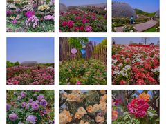 -上海辰山植物园