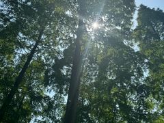 -黄海国家森林公园