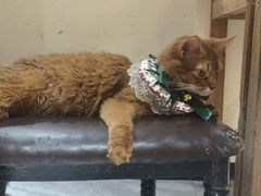 -猫小院猫主题餐厅(南锣旗舰店)