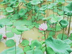 -100蛋泥浆浴