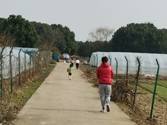 -胜丰草莓采摘园