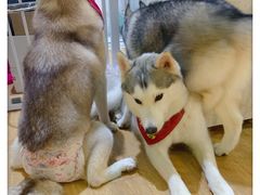 -Husky Go! 哈士奇体验馆·宠物咖啡厅狗咖