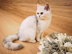 -Umiao与猫咖啡 猫咖