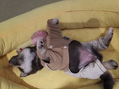 -逗柴咖啡屋·狗咖猫咖宠物桌游