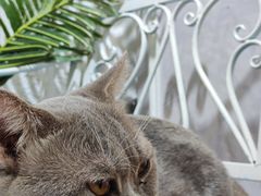 -共舞时光猫咖·狗咖(新街口店)