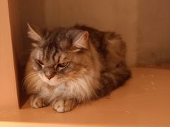 -猫儿山۰猫主题餐厅