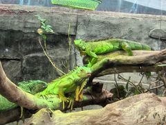 -广州长隆飞鸟乐园