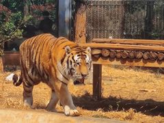 -昆明动物园