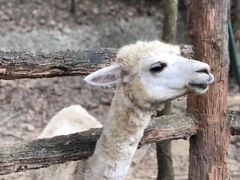 -清迈夜间动物园