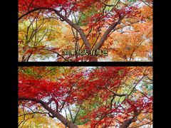 -秋霞圃