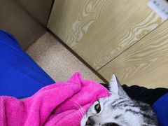 -芭比堂动物医院·CT·微创中心(新顺分院)