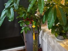 -繁花足道(梅江店)